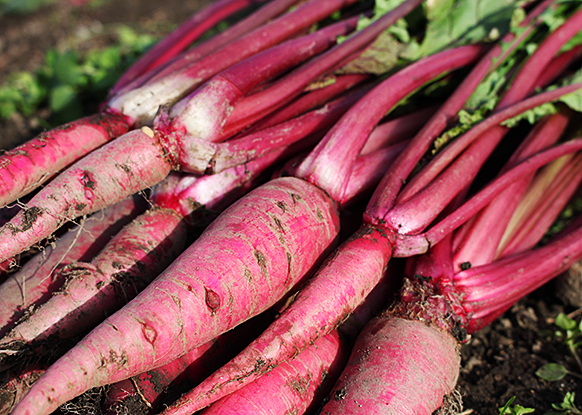 三重の伝統野菜「松阪赤菜」とは？旬やおすすめの食べ方を紹介 - macaroni