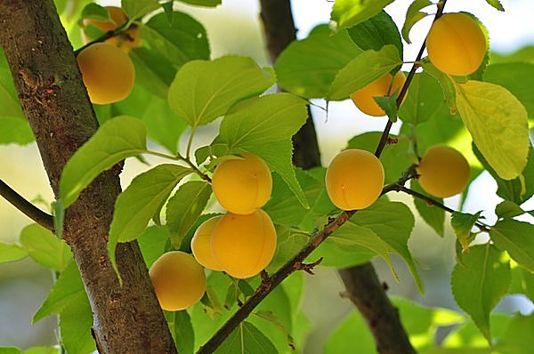 梅雨のだるさを乗り切る!疲労回復食材女性専用フィットネスジムBodies ボディーズ