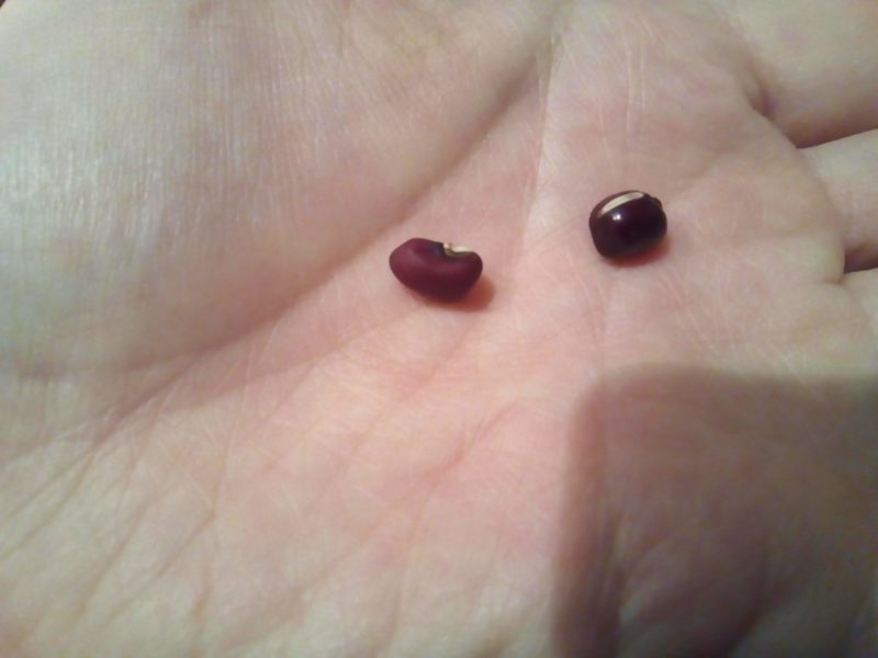 みんなみの里 ささげと小豆の違い教えます 無印良品