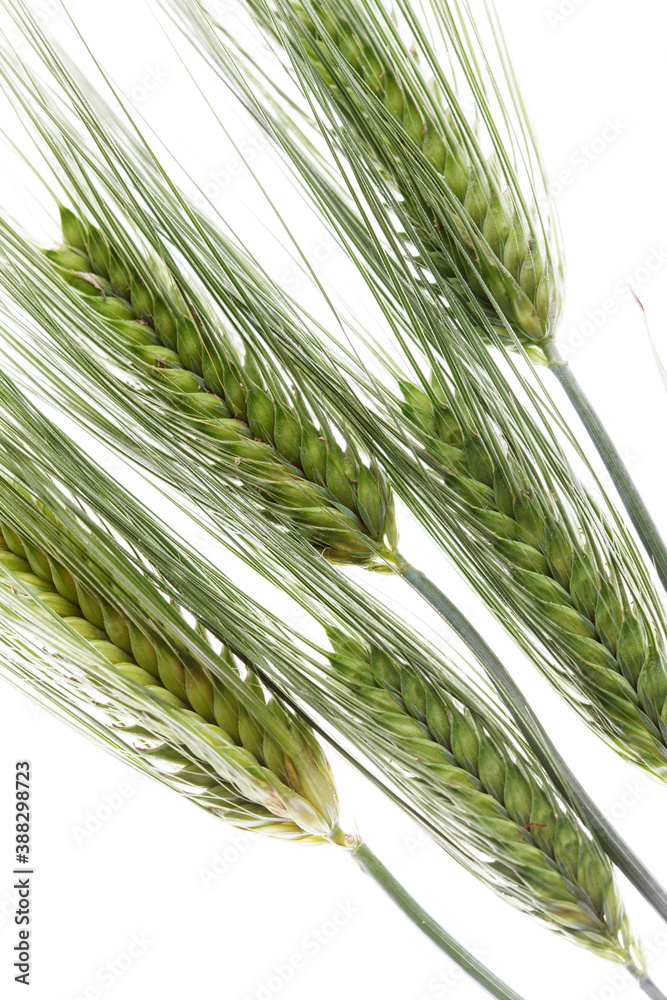 STORY 02 大麦パンの物語OH!MUGI MARCHE大麦マルシェ