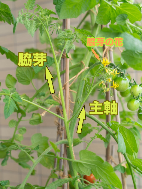 ミニトマト苗の脇芽を使って挿し木Emiのぽこぽこグリーン