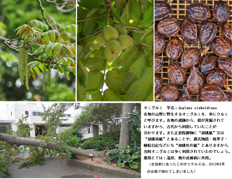 オニグルミとカシグルミ四季の森ニュース八ヶ岳・原村の別荘地探し、土地・別荘地・仲介物件情報