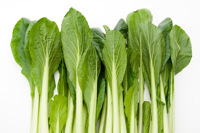 商品情報詳細株式会社ノースイ