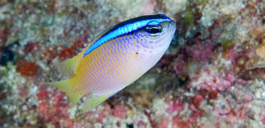 人工海水の作り方を画像で解説塩水との違い、作成手順と比重・水温について東京アクアガーデン