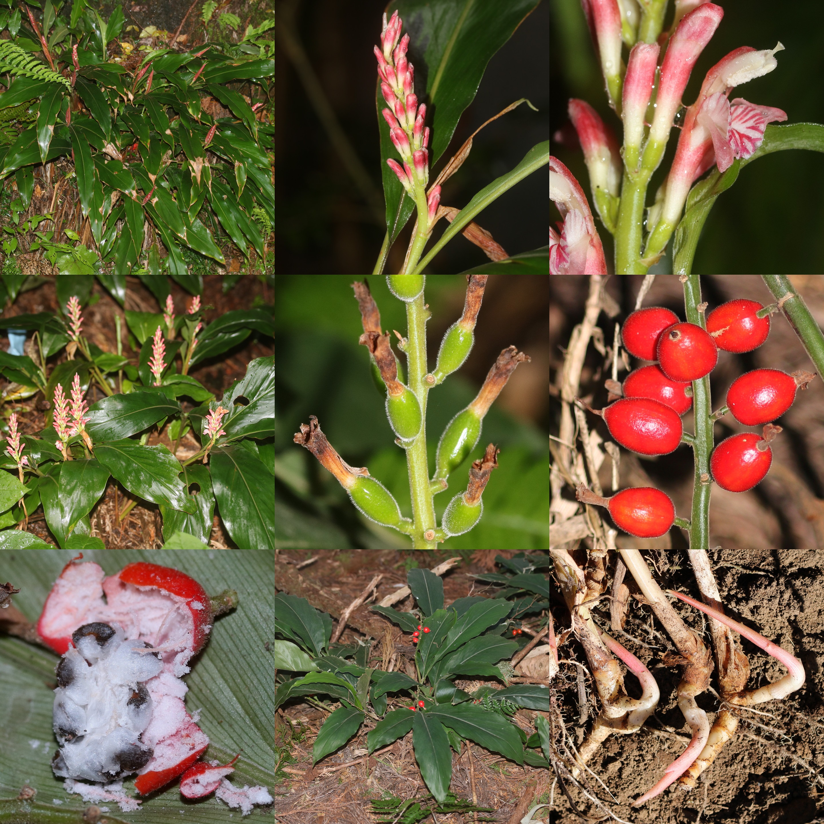 ヤブミョウガ - 庭木図鑑 植木ペディア