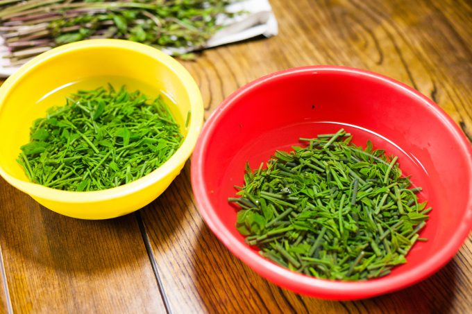 樹木シリーズ103 コシアブラあきた森づくり活動サポートセンタ