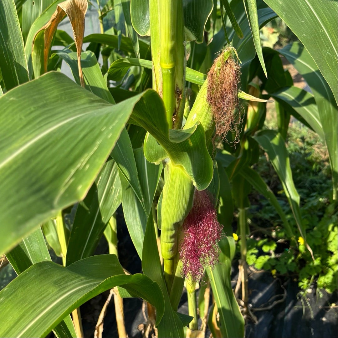 畑作業2回目：虫とりに夢中、ポップコーンに夢中さいたま緑の森博物館