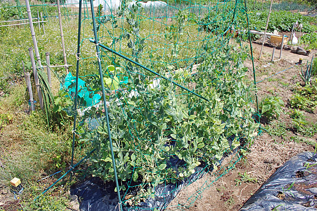 佐助の野菜遺産プロジェクト③ ～2024年春編～🍀GreenSnap グリーンスナップ