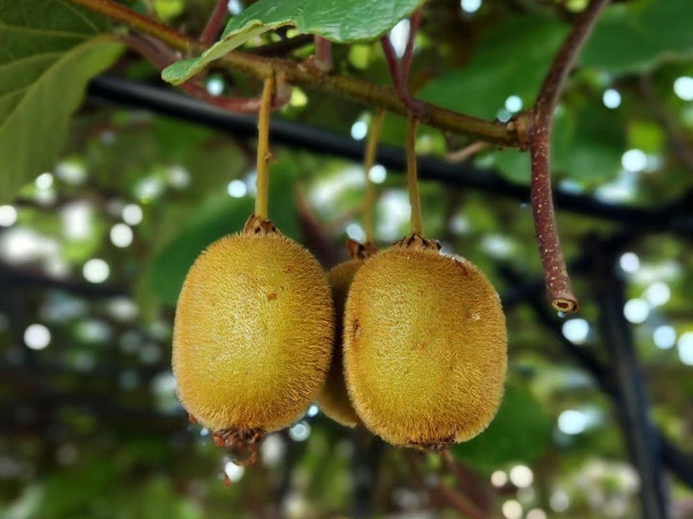 キウイフルーツの育て方苗木の選び方、剪定、収穫まで切るを楽しむアルスコーポレーション株式会社