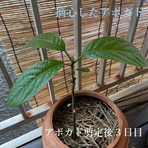 アボカドの観葉植物を剪定や葉が枯れる?室内の管理