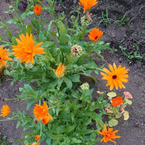 カレンデュラの植物学と栽培 – 日本メディカルハーブ協会