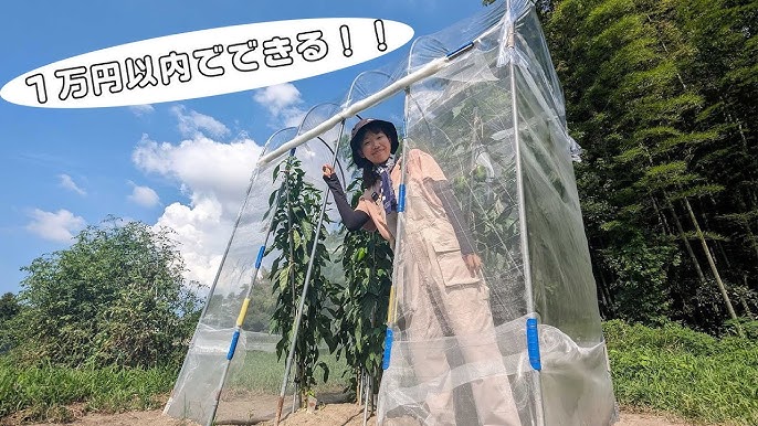 いちごの電照栽培についてコラムセイコーエコロジア