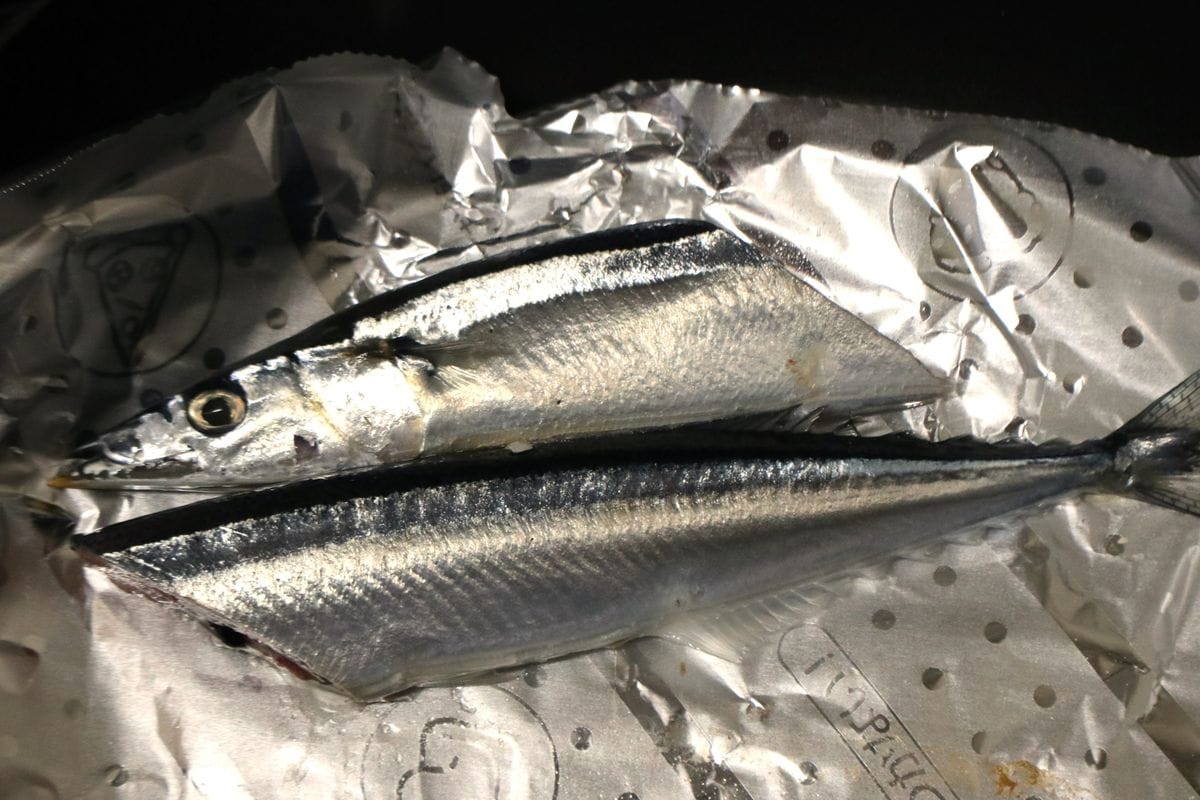 もう魚焼きグリルを汚さない！サンマの塩焼き