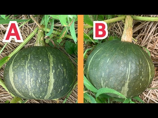 かぼちゃの収穫と栽培終了家庭菜園 野菜づくり事典 栽培日記