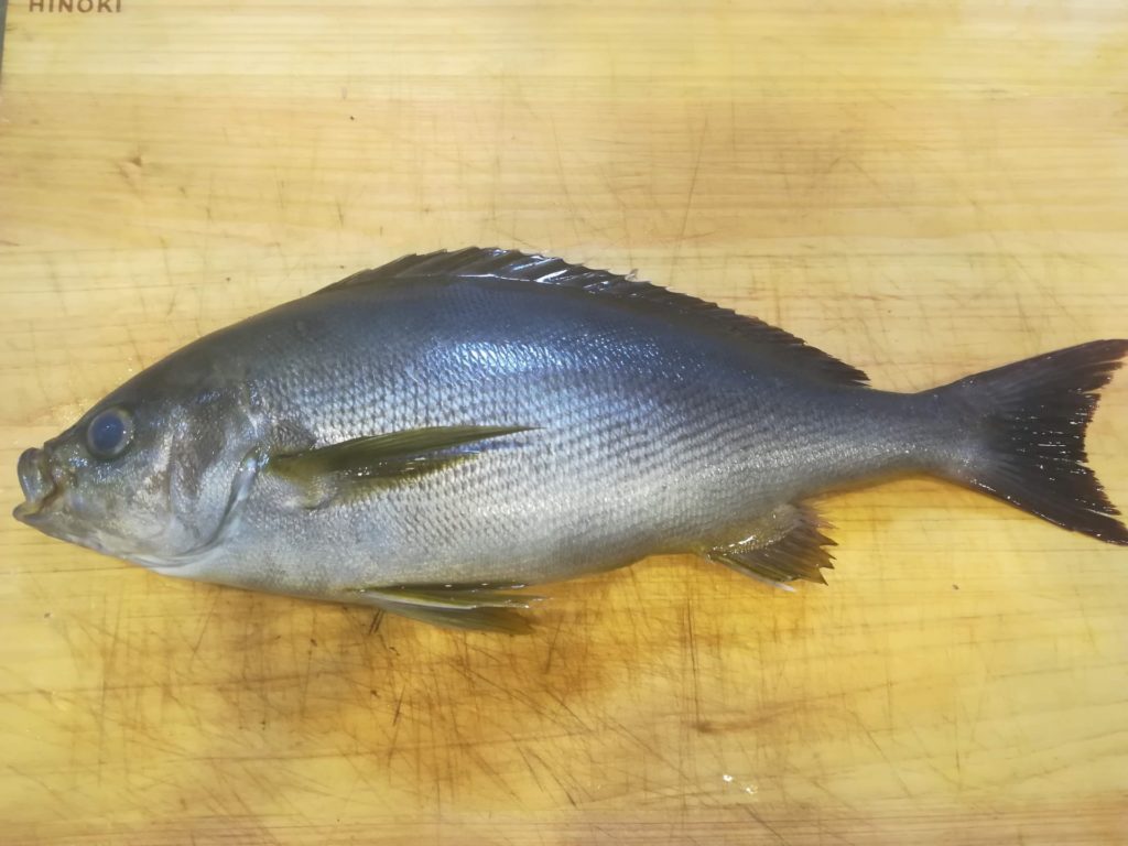 魚の名前いろいろ。出世魚と名前が変わる魚たちumito.®