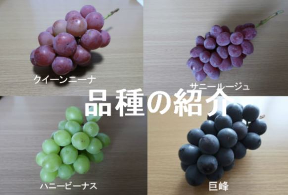 ハニーヴィーナス極甘ぶどう - 山梨県のぶどう農家の通販39年・ブドウ直送・お取り寄せは塩島善一葡萄園多品種・珍しい葡萄あります