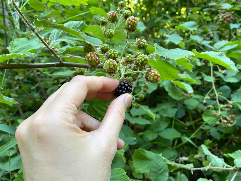 ヒロの果樹園 ブラックベリー安心堂 食のSELECTネットショップ