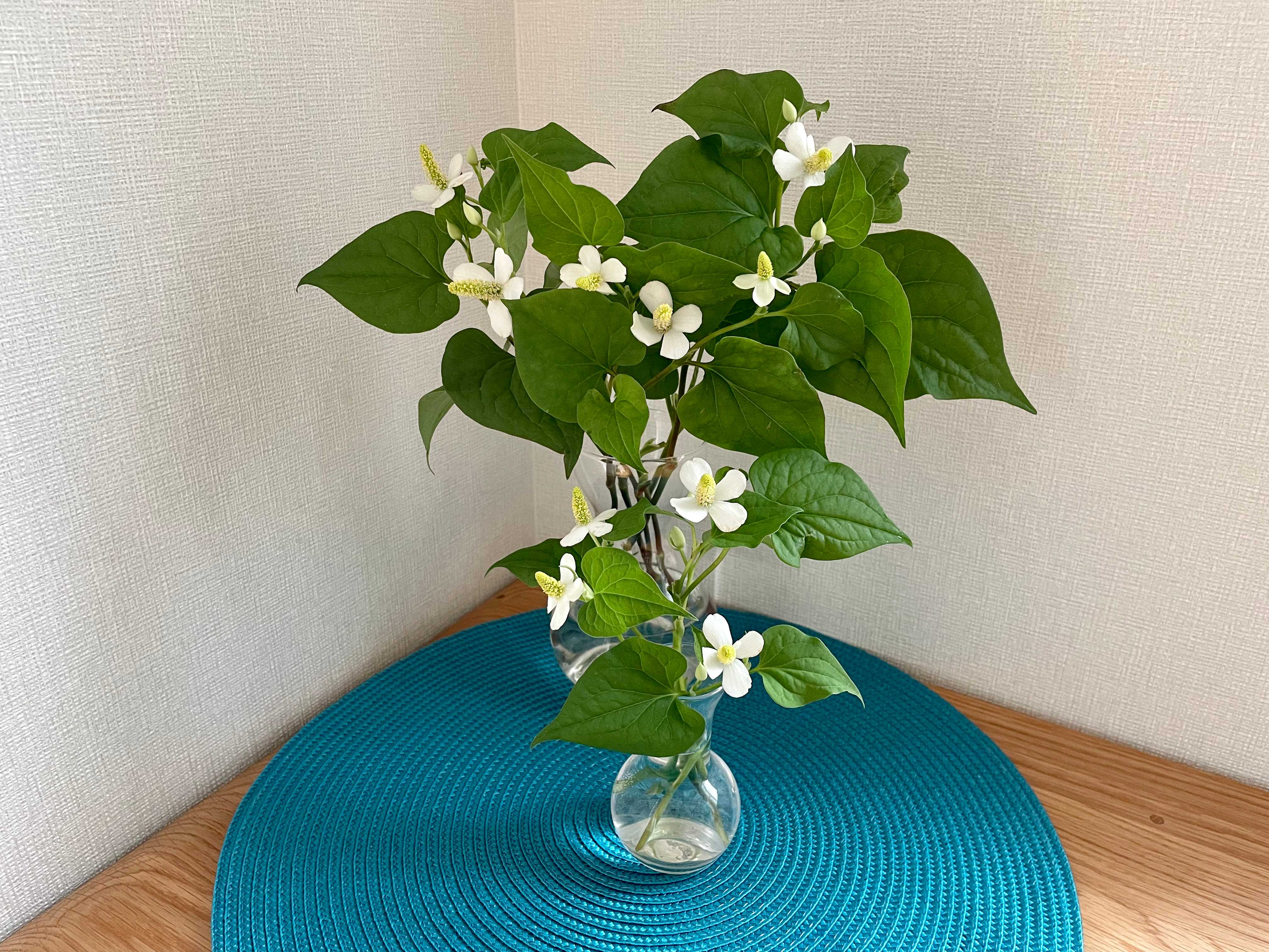 楽天市場どくだみ研究所 -どくだみ焼酎とは？ 健康志向の方にもおすすめ！自然の香りを楽しむ焼酎の新提案