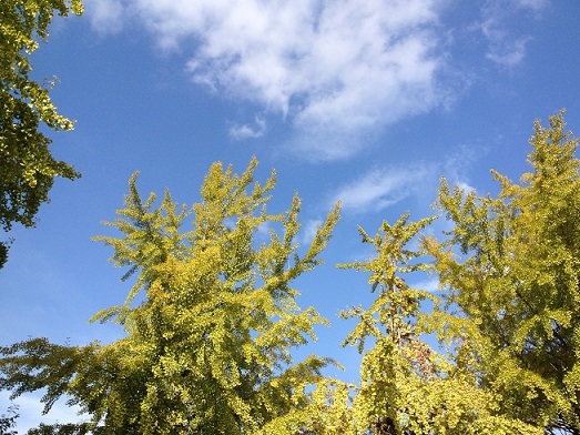 イチョウ - Wikipedia