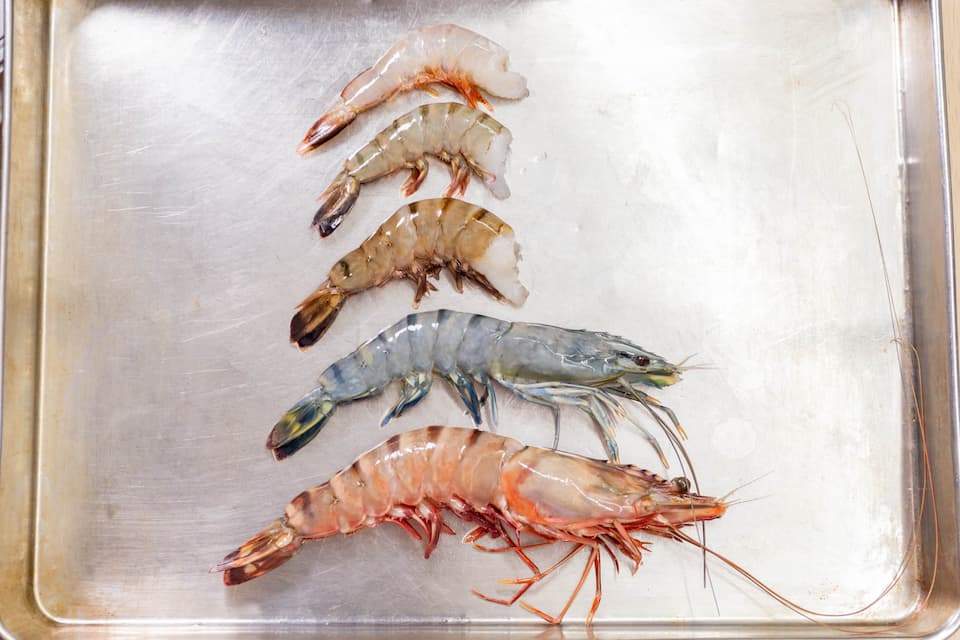 早期予約・12月中旬以降 順次出荷予定 北海道産 違いが分かる天然日本海シマエビ 大サイズ 500g 色鮮やかで香りよし 濃厚な甘み食べれば分かる格別の味！ 国産 江差近海産 天然もの エビかご漁師直送 最良品厳選 生食可 お刺身 天ぷら エビフライ 海老: 江差町ANAの