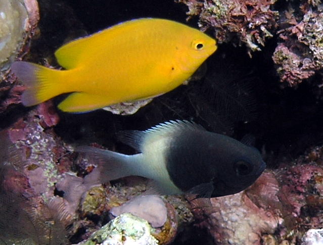 週末のオススメはこれで決まり！生麦海水魚センタ