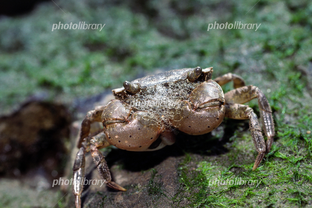 ホビヲノエのお店hobiwonoeの 口から泡を吹くカニ という名のデザインオリジナルグッズ・アイテム通販 ∞ SUZURI スズリ