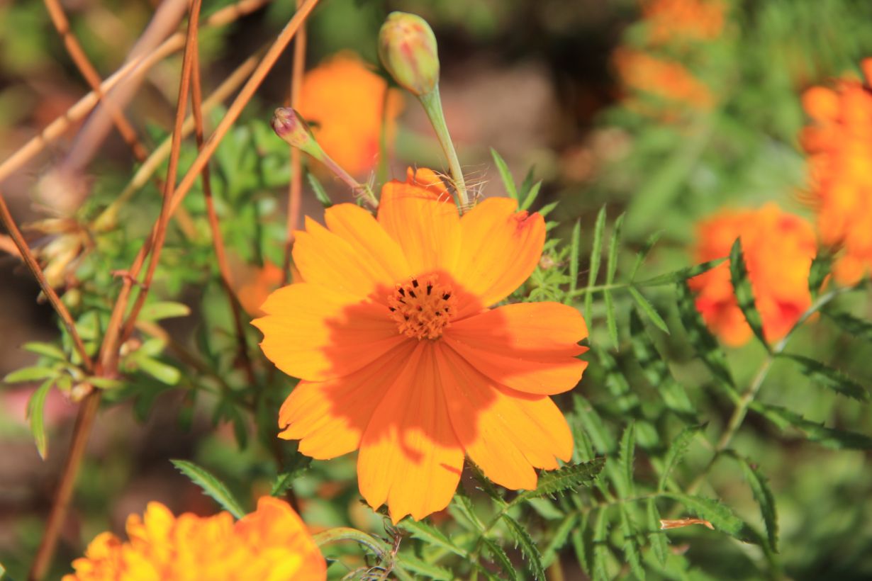 ８月に咲くオレンジ色の花かぎけん花図鑑