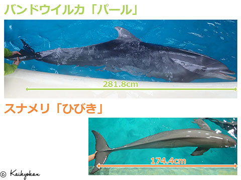 バンドウイルカ 坂東海豚- 海の生き物図鑑 - 動物図鑑 - 動物写真のホームページ