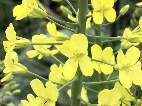 キャベツへの理解を深めよう！ 料理に使える季節ごとの特徴の違い