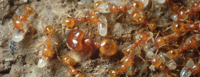 自然の背景に巣の中に卵と子犬を持つ黒アリ。の写真素材・画像素材 Image 146433307