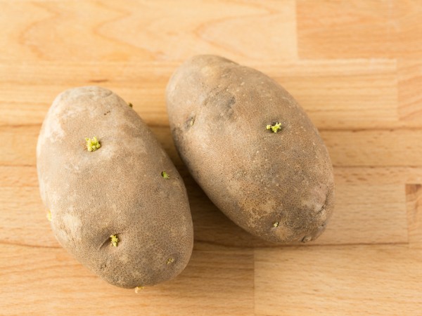 じゃがいもの芽が伸びすぎ!どれくらい伸びたら体に毒?どこまでえぐると安全に食べられるの