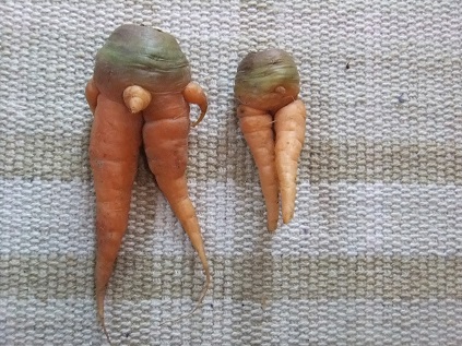 面白い人参スタッフブログまっちゃんファーム