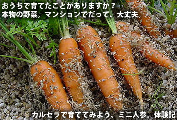ミニキャロット - 聖新陶芸株式会社栽培キットの企画・製造・販売