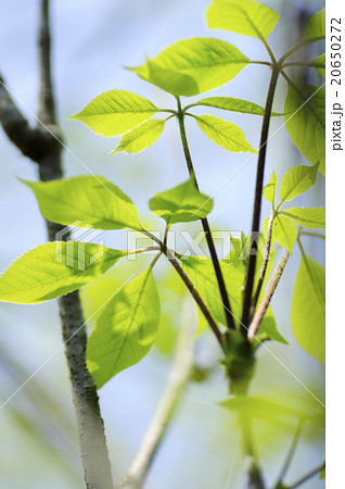 1ポット コシアブラ 9〜10.5cmポット幼苗 実生3年目樹高1〜10ｃｍ 山菜苗 落葉樹 苗木 漉油 白木の芽 ※休眠 落葉済み : 紫桜館山の花屋 - 通販 - Yahoo!ショッピング