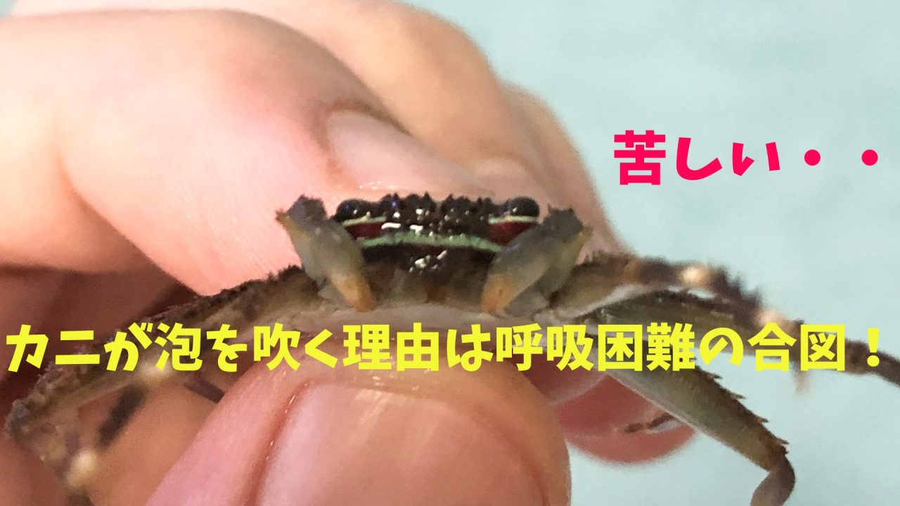 浜名湖ワタリガニ カニが泡吹くのはどうして l 南浜名湖あそび隊