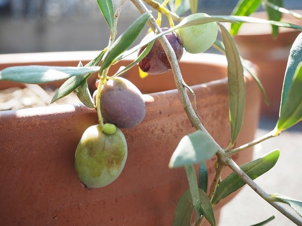 グリーンオリーブの収穫時期はいつ?ブログ版Olive&SucculentGarden