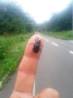 クワガタのエサは何をあげる？食べないときの対処法や代用品も解説！HugKum はぐくむ