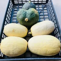 キンシウリの育て方・栽培方法植物図鑑みんなの趣味の園芸 NHK出版