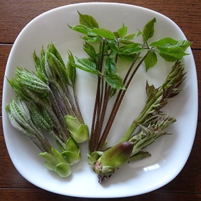 紫桜館山の花屋オンライン見積もり - 「コシアブラ 9～10.5cmポット幼苗 実生3年目樹高1～10ｃｍ 山菜苗 落葉樹 苗木 漉油 白木の芽 ※休眠落葉済み」山野草,宿根草,苗,販売,山草,紫桜館,通販,購入,山菜