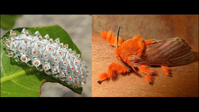 歩くポップコーン」にしか見えないアマゾンの不思議な生物の動画 - DNA