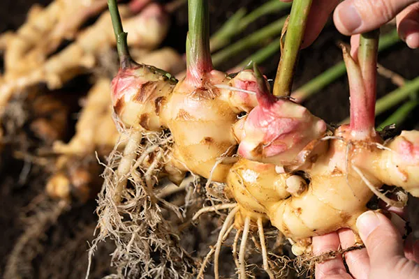 2025年最新 新生姜の出回り時期はいつ？高知・和歌山・北海道の旬と買いどき完全ガイドサザエの食卓ジャーナルサザエ食品株式会社