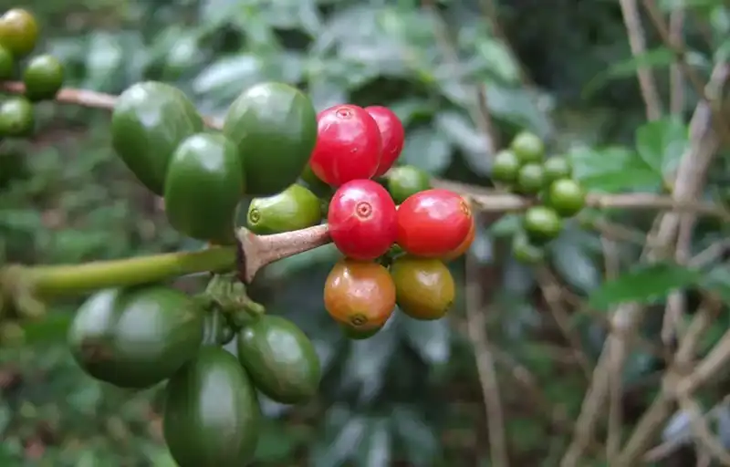 もったいない、を おいしいに。」捨てられてしまうコーヒーの果実「コーヒーチェリー」を使用したスイーツ・ドリンクの新商品3つを同時発売imperfect株式会社のプレスリリース