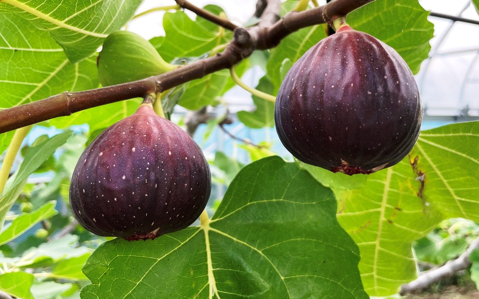 いちじくは皮ごと食べられる？おすすめの食べ方やアレンジレシピもご紹介！デリッシュキッチン