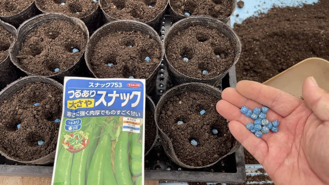 エンドウマメ栽培の手引き 種まき・植え付けから収穫までvalor-navi バローナビ