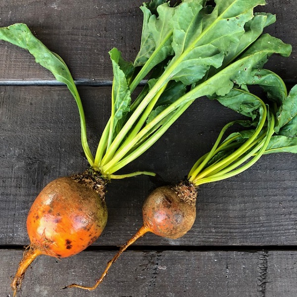 奇跡の野菜「ゴールドビーツ」 ゴールデンビーツ 。どんな栄養があるの？ベジタブルテック株式会社国産野菜で農業と健康を救う