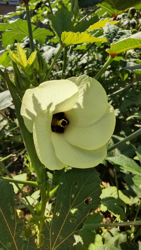 冬の花野菜「ブロッコリー＆カリフラワー」POLzine ポルジン