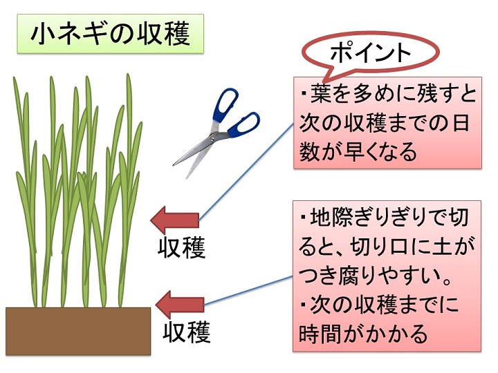 水耕栽培 葉ねぎ そろそろ終わり ～6回目の収穫～ - 水耕栽培 100円グッズで始めてみました