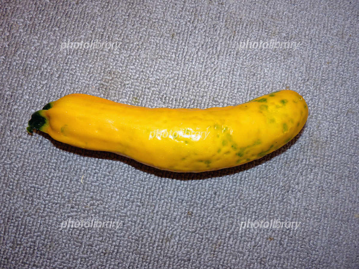 ズッキーニ病害虫事典株式会社トーホク