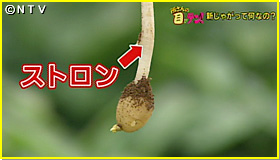 じゃがいも栽培の手引き 植え付け方法・育て方valor-navi バローナビ