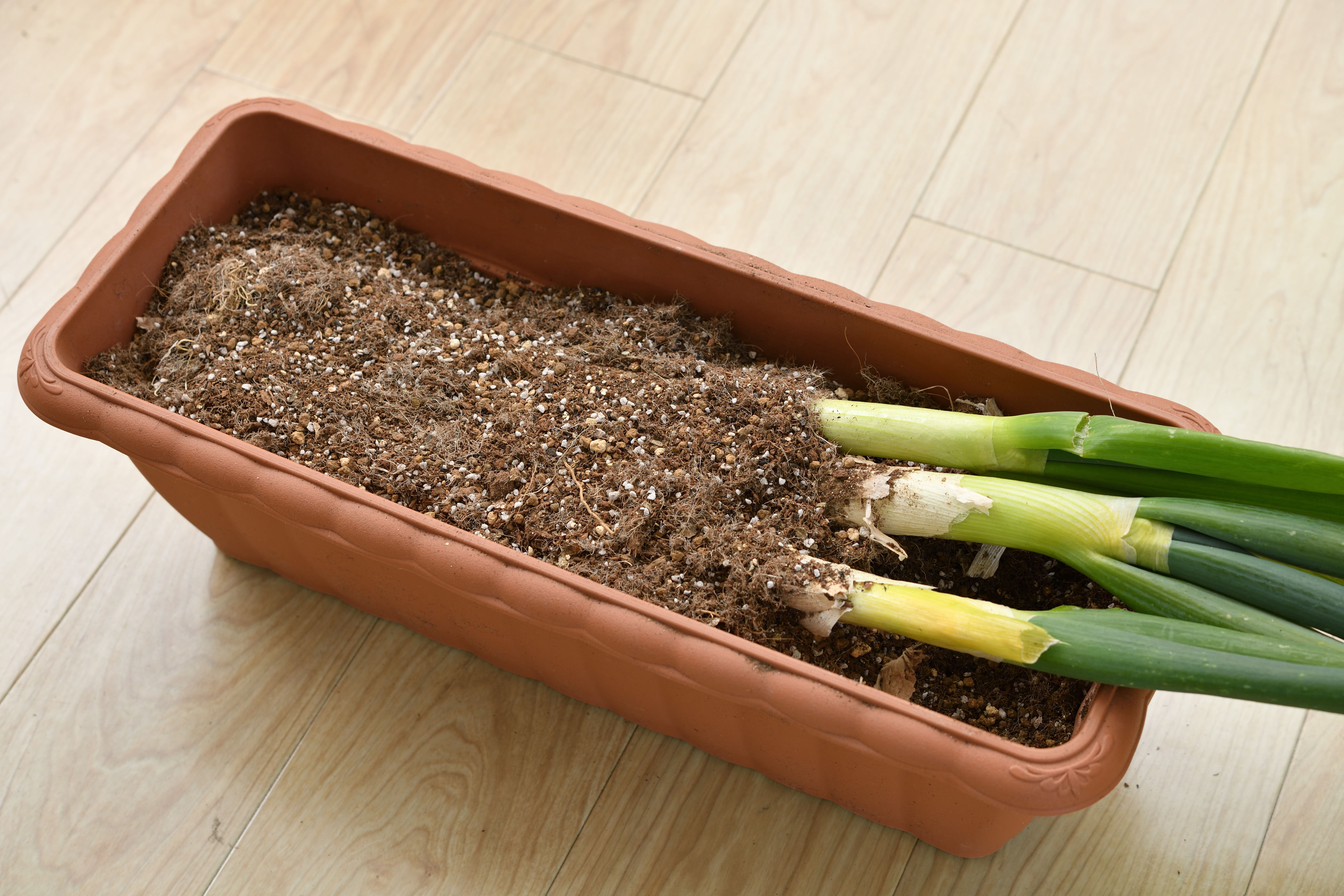 ネギの洗い方！旨味成分を逃さないよう正しく洗おう – シュフーズ